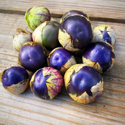 Biosnyg Hybrid Purple Husk Tomato Vegetable Seeds for Garden - (2000 Seeds) Seed(2000 per packet)