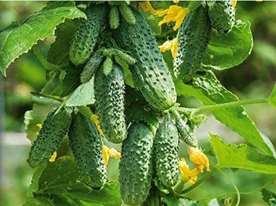 WILLVINE GBPUT-290 Cucumber Envy of a Neighbor F1 Seed(200 per packet)