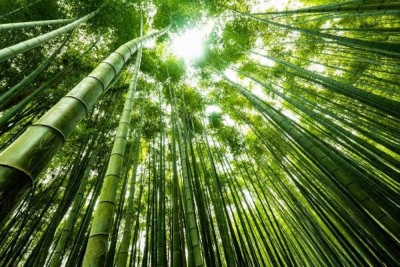 BDSresolve bamboo tree plant seeds/bamboo seeds 28 Seed(77 per packet)