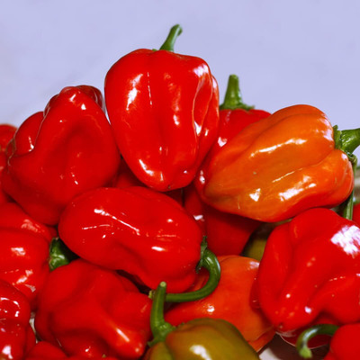 KNESSiN Red Scotch Bonnet Chilli Seeds for Terrace Gardening-(1200 Seeds) Seed(1200 per packet)