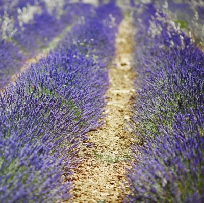 VibeX VXI-53 - English Lavender (Lavandula angustifolia) - (250 Seeds) Seed(250 per packet)