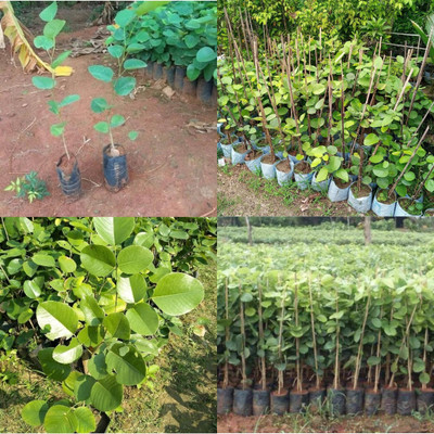 ibains red chandan seeds for plantation 28 Seed(28 per packet)