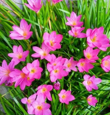 Globalplants Rain Lilly bulbs Seed(5 per packet)