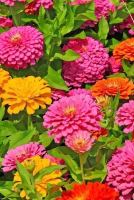 GREENSEA Multi colour Zinnia Flower Seed(60 per packet)