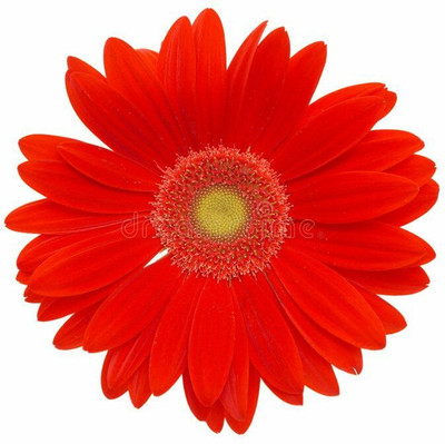 XOLDA Exotic daisy red Seed(15 per packet)