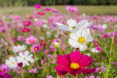 CYBEXIS Cosmos bipinnatus Dwarf Wonder Mix Seed(1 g)