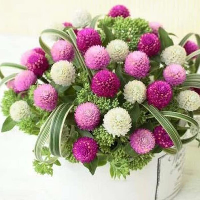 Aywal Gomphrena White / Globe amaranth / Gomphrena globosa White Flower Seed(60 per packet)
