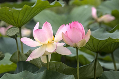 ANDARISTORE lotus,kamal gatta Seed(10 per packet)
