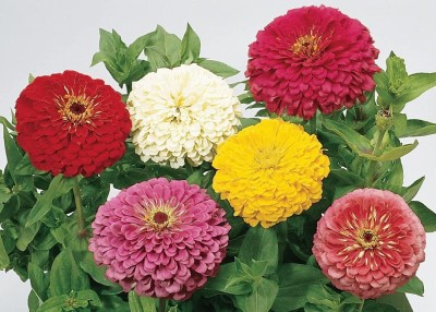 CYBEXIS LXI-56 - Imp.Giant Flowered Mixed Colors Zinnia - (270 Seeds) Seed(270 per packet)