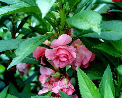 CYBEXIS VXI-19 - Hybrid Balsam Flower - (30 Seeds) Seed(30 per packet)