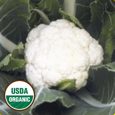 Qualtivate XXX-4A Snowball Y Improved Cauliflower Seeds Seed(300 per packet)