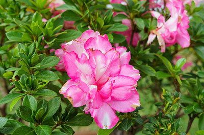 XOLDAA balsam frower Seed(25 per packet)
