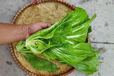 Qualtivate PUA-3A Large Leaf Bamboo GAI Choi Mustard Seed(300 per packet)