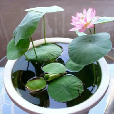 CYBEXIS XLL-35 - Bowl Lotus - (270 Seeds) Seed(270 per packet)