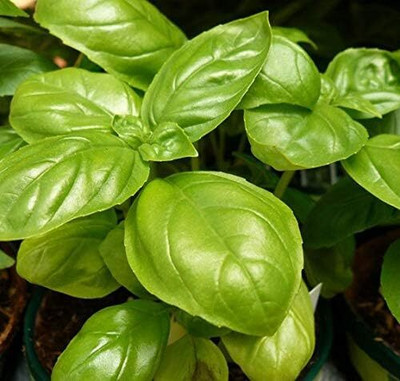 KNESSiN Italian Large Leaf Basil[400 Seeds] Seed(400 per packet)