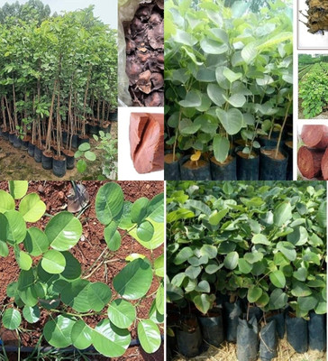 ibains lal chandan seeds tree beej 26 Seed(26 per packet)