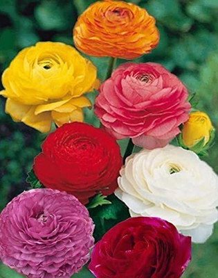Aywal Ranunculus Flower Bulb Seed(10 per packet)