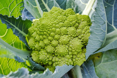 AmbeStore white cauliflower,gobhee seeds Seed(45 per packet)