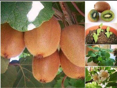 Aywal Kiwi fruit Seed(60 per packet)