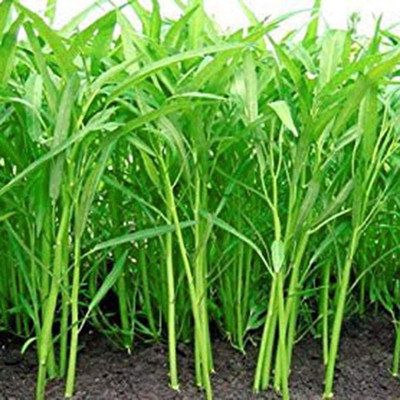 CYBEXIS Morning Glory Water Spinach Seeds2000 Seeds Seed(2000 per packet)