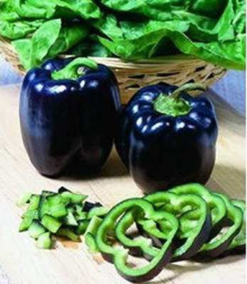 Qualtivate PUA-9A Capsicum Purple Vegetable Seeds Seed(100 per packet)