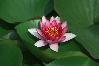 Freshtige lotus,kamal gatta Seed(10 per packet)