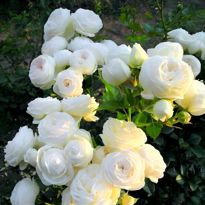 LPR GULAB ,ROSE Seed(60 per packet)