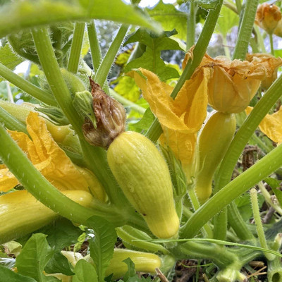 Qualtivate PUA5-A Summer Squash (Yellow Crookneck) Seed(30 per packet)