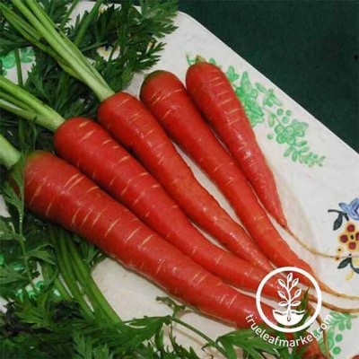 KNESSiN VI-64 Carrot Red Seed(1000 per packet)