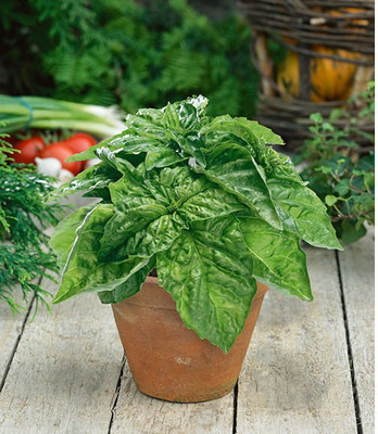 VibeX ® XLR-11 Basil,Lettuce Leaf seeds Seed(1000 per packet)