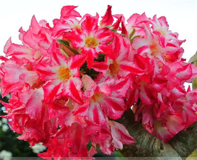Qualtivate NBIR-471 Mixed Adenium Desert Rose Seeds Seed(30 per packet)