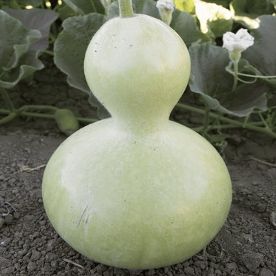 CYBEXIS NBIR-42 - Birdhouse Bottle Gourd - (900 Seeds) Seed(900 per packet)