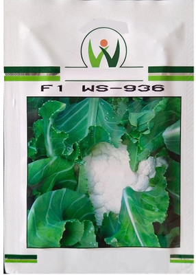 WILLVINE ROX -IV Open Pollinated Cauliflower [1g, 300 Seeds] Seed(300 per packet)