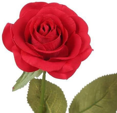 Khushi Prova red rose beautiful flower hybrid seeds 1-packet Seed(70 per packet)