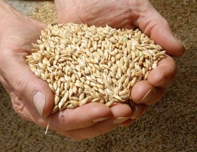 SRTOKIYA STOKIYA F1 HYBRIDE VARIETY Barley (JAU )Grain & ( BARELY ) jau Ka Bheej 10KG Seed(10 per packet)