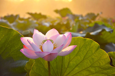 DAYAKISHAN lotus,kamal gatta Seed(15 per packet)