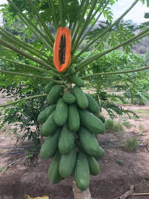 Bula Plant House Papaya seeds planting Seed(345 per packet)