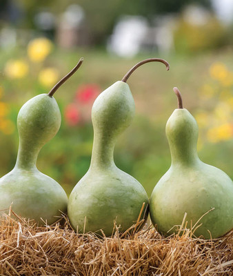 WILLVINE KGF -3 Ornamental Large Bottle Gourd Seeds Seed(100 per packet)
