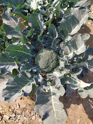 VibeX XL-12 - F1 Hybrid Broccoli Aria - (1350 Seeds) Seed(1350 per packet)