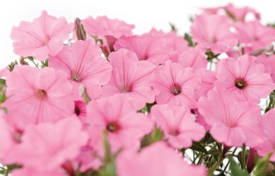 WHADE Bubblegum Petunia hybrid Seed(70 per packet)