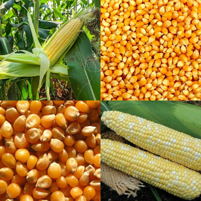 ibains Corn seeds for farming 68 Seed(68 per packet)