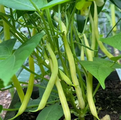 ibains Beans plant seed pack of 120 Seed(120 per packet)