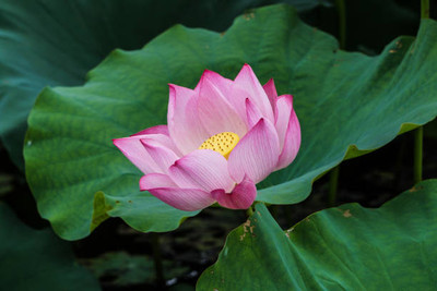 MYAT lotus,kamal seeds Seed(10 per packet)