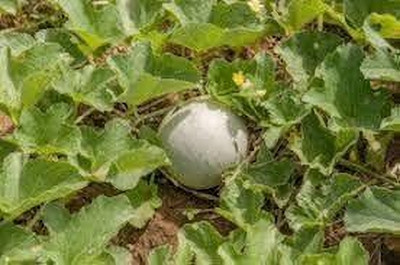 Dbbrothers Rock Melon Seed paack of 16 Seed(16 per packet)