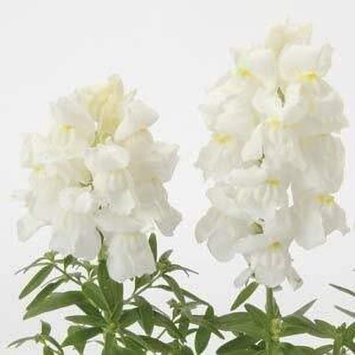 Aywal Antirrhinum majus Snapdragon Flower Seed(70 per packet)