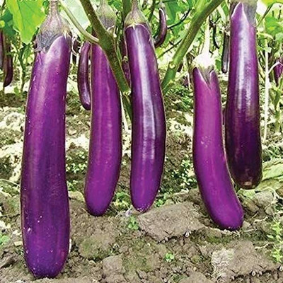 CYBEXIS Long Purple Brinjal Eggplant Vegetable Seeds2400 Seeds Seed(2400 per packet)