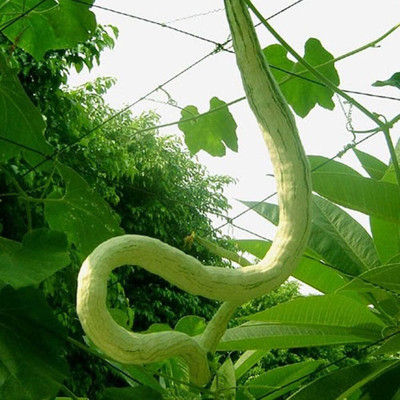 Qualtivate PUA5-A Snake Gourd for Planting Seed(25 per packet)