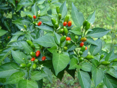 KrishnaNursery ™ Organic Bird Eye Chilli - Kanthari Mulaku, Thai Pepper, Tiny Chilli Seed(30 per packet)