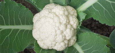JayShriShyam white cauliflower,gobhee seeds Seed(13 per packet)