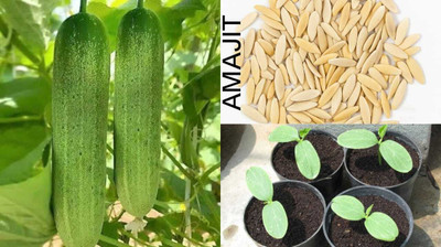 AMAJIT Cucumber Seed(33 per packet)